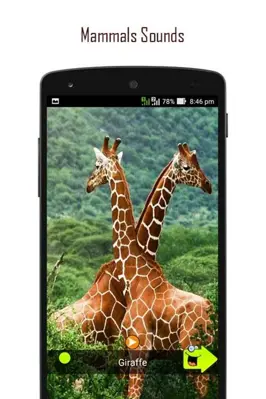 ANIMAL SOUNDS android App screenshot 9